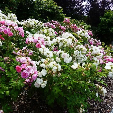 Manoir Kasselslay Otel Clervaux